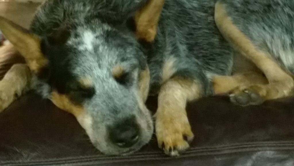 Daycare, Boarding, Pet Sitting/LAS CRUCES Your Pet Space