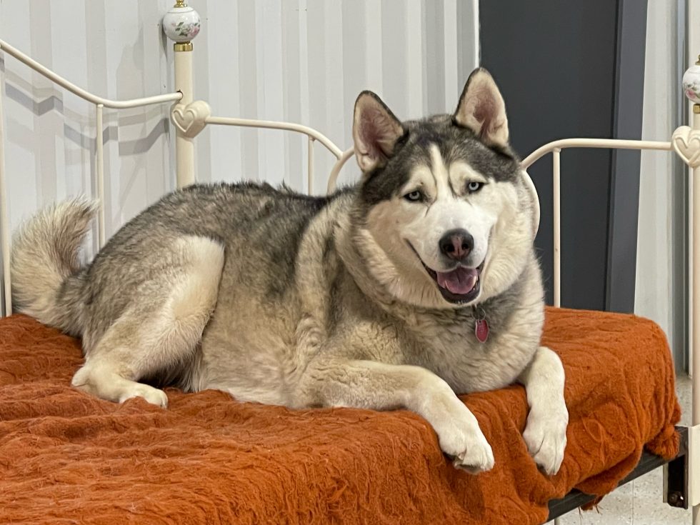 Daycare, Boarding, Pet Sitting/LAS CRUCES Your Pet Space